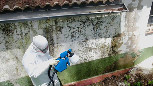 Top rated local Mold Remediation specialists in Fountain, CO